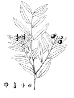 Boscia senegalensis Aizen, Boscia Boscia senegalensis Aizen, Boscia